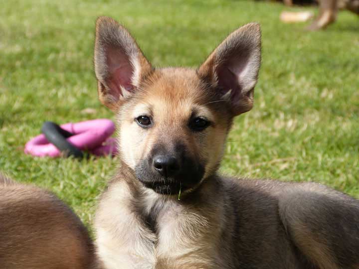 chinook puppy